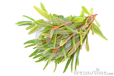 Marsh (Northern) Labrador Tea Stock Photo