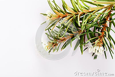 Marsh Northern Labrador Tea, Ledum palustre plant isolated on a white background. Stock Photo