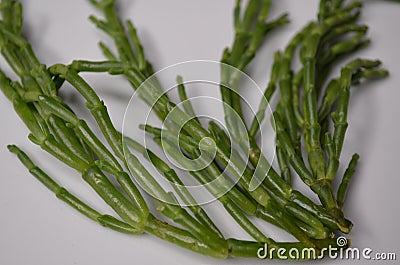 Marsh Samphire or Common Glasswort Salicornia europaea Stock Photo