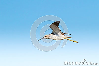 Marsh Sandpiper in flight (Tringa stagnatilis) Stock Photo