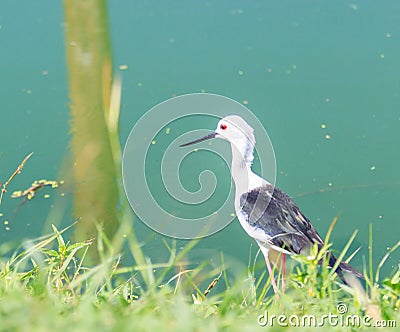 Marsh sandpiper Stock Photo