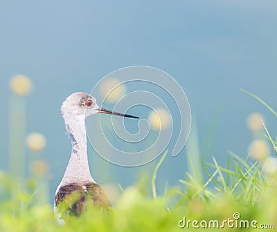 Marsh sandpiper Stock Photo