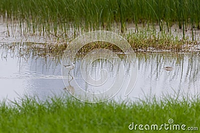 Marsh Sandpiper Tringa stagnatilis wading on water Stock Photo