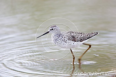 Marsh Sandpiper (Tringa stagnatilis) Stock Photo