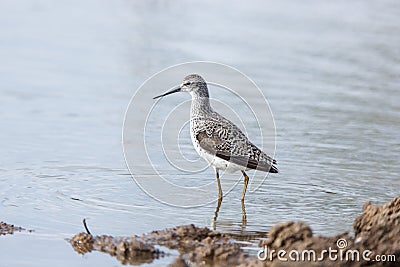 Marsh Sandpiper (Tringa stagnatilis) Stock Photo