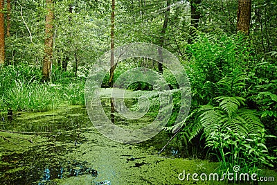 Marsh and swamp - landscape Stock Photo