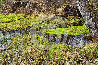 Marsh in taiga - wild Siberian forest Stock Photo