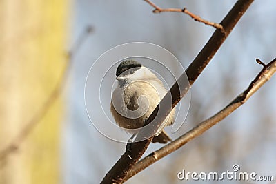 Marsh tit - Parus palustris in the forest Stock Photo