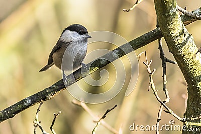 Marsh tit Parus palustris Stock Photo