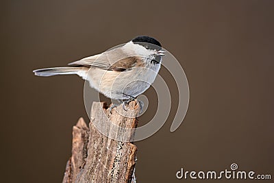 Marsh tit Poecile palustris frequent visitor in winter on a feeder. Stock Photo