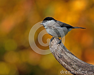 The marsh tit Stock Photo