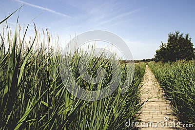 Marsh vegetation Stock Photo