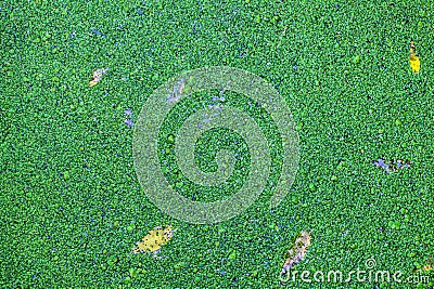 Marsh vegetation Stock Photo