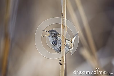 Marsh Wren Stock Photo