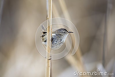 Marsh Wren Stock Photo