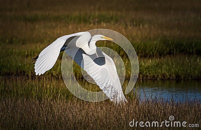 White egret lifts off from the marshland at Little Egg Harbor Stock Photo