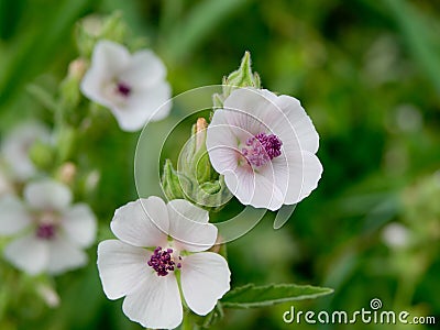 Marshmallow (Althaea officinalis). Stock Photo