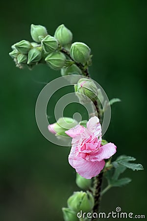 Marshmallow Flower Stock Photo