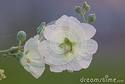 Marshmallow flower (Althaea officinalis) is a useful plant for human health. Stock Photo