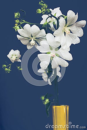 Marshmallow flowers on blue background medically extremely useful plant Stock Photo