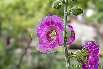 Marshmallow flowers after rain. close up in nature. Stock Photo