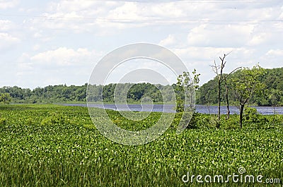 Marshy Creek Stock Photo