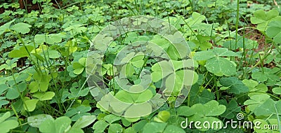 Marsilea quadrifolia , usefull tropical farden plant green leaf Stock Photo