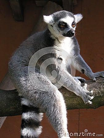 Marsupial Stock Photo