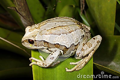 Marsupial frog (Gastrotheca riobambae) Stock Photo