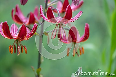 Martagon lily Lilium martagon Claude Shride, inflorescence Stock Photo