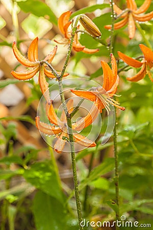 Martagon or turk`s cap lily, lilium martagon `Orange Marmalade` with raindrops Stock Photo