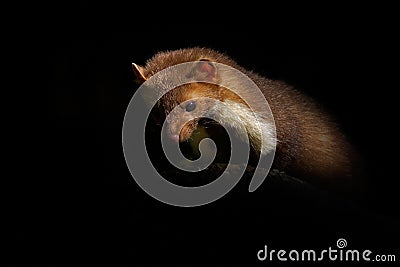 Marten in night. Beech marten, Martes foina, with clear green background. Stone marten, detail portrait. Small predator sitting on Stock Photo