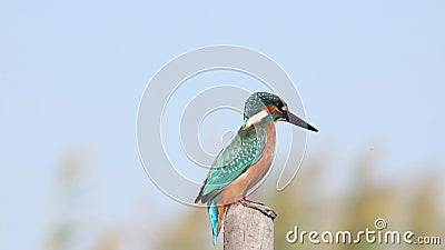 Martin-pêcheur sur Polonais en bois Martin-pêcheur sur Polonais en bois