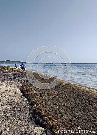 Afro-Caribbean people cleaning the coast of the Caribbean Sea of invasive algae. Environmental Editorial Stock Photo