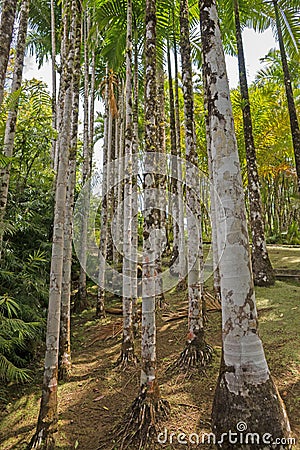 Martinique, garden of Balata Stock Photo