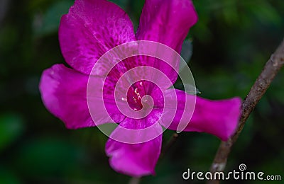 Martinique purple flower macro photography Stock Photo