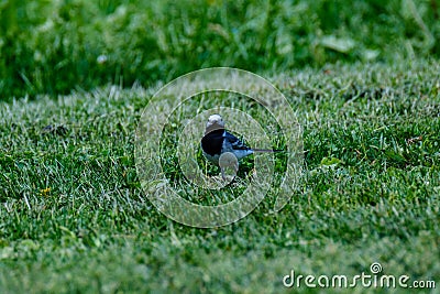 Martlet catching flies for food in summer meadow Stock Photo