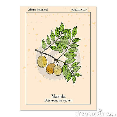 Marula sclerocarya birrea , or jelly plum, cat thorn, morula, cider tree, medicinal plant Vector Illustration