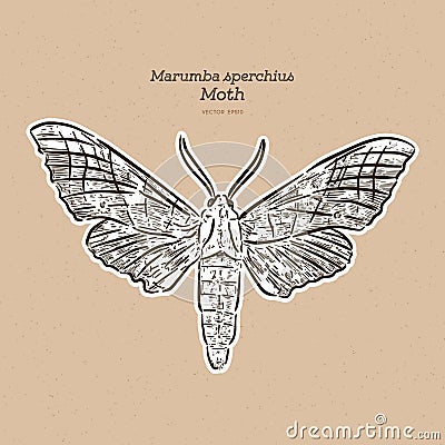 Marumba sperchius, hand draw sketch vector Vector Illustration