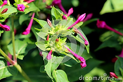 Marvel of Peru or Mirabilis jalapa perennial plant with egg shaped oblong leaves and tubular pink flowers with long stamens Stock Photo