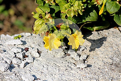 Marvel of Peru or Mirabilis jalapa long-lived perennial herb with oblong leaves and tubular yellow flowers with long stamens Stock Photo