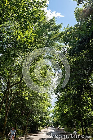 Spectacular long trees being lit by the sun in Alexandra park Editorial Stock Photo