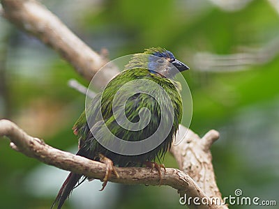 Marvellous lovely petite Blue-Faced Parrot Finch. Stock Photo