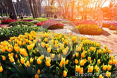 Marvellous yellow tulips in the Gulhane Rosehouse park, Istanbul. Stock Photo