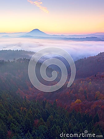 Marvelous daybreak above valley full of colorful mist. Peaks of high trees Stock Photo
