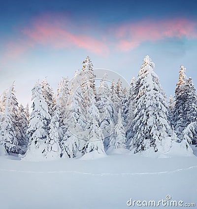 Marvelous winter sunrise in Carpathian mountains with snow cower Stock Photo