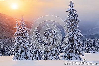 Marvelous winter sunrise high in the mountains in beautiful forests. Tourist scenery. Location place Carpathians, Ukraine. Stock Photo