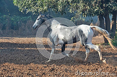 Marwari colt running at freedom at morning. India Stock Photo