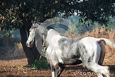 Marwari grey piebald colt running at freedom at morning. India. close up Stock Photo