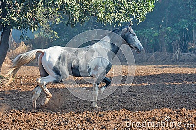 Marwari grey piebald colt running at freedom at morning. India Stock Photo